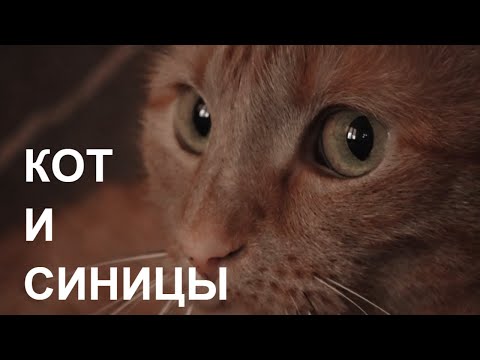 КОТ И СИНИЦЫ CAT & TITS