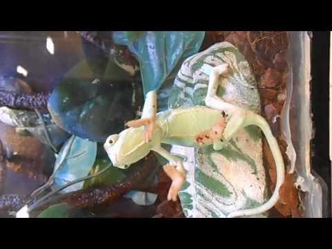 Amazing Dancing Chameleon