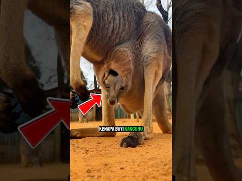 Why Do Baby Kangaroos Need a Pouch? 🦘
