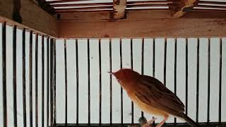 Download lagu burung cici merah gacor#burung cici kepala merah gacor#buat pancingan burung cici merah pasti nyaut mp3 Download lagu burung cici merah gacor#burung cici kepala merah gacor#buat pancingan burung cici merah pasti nyaut mp3