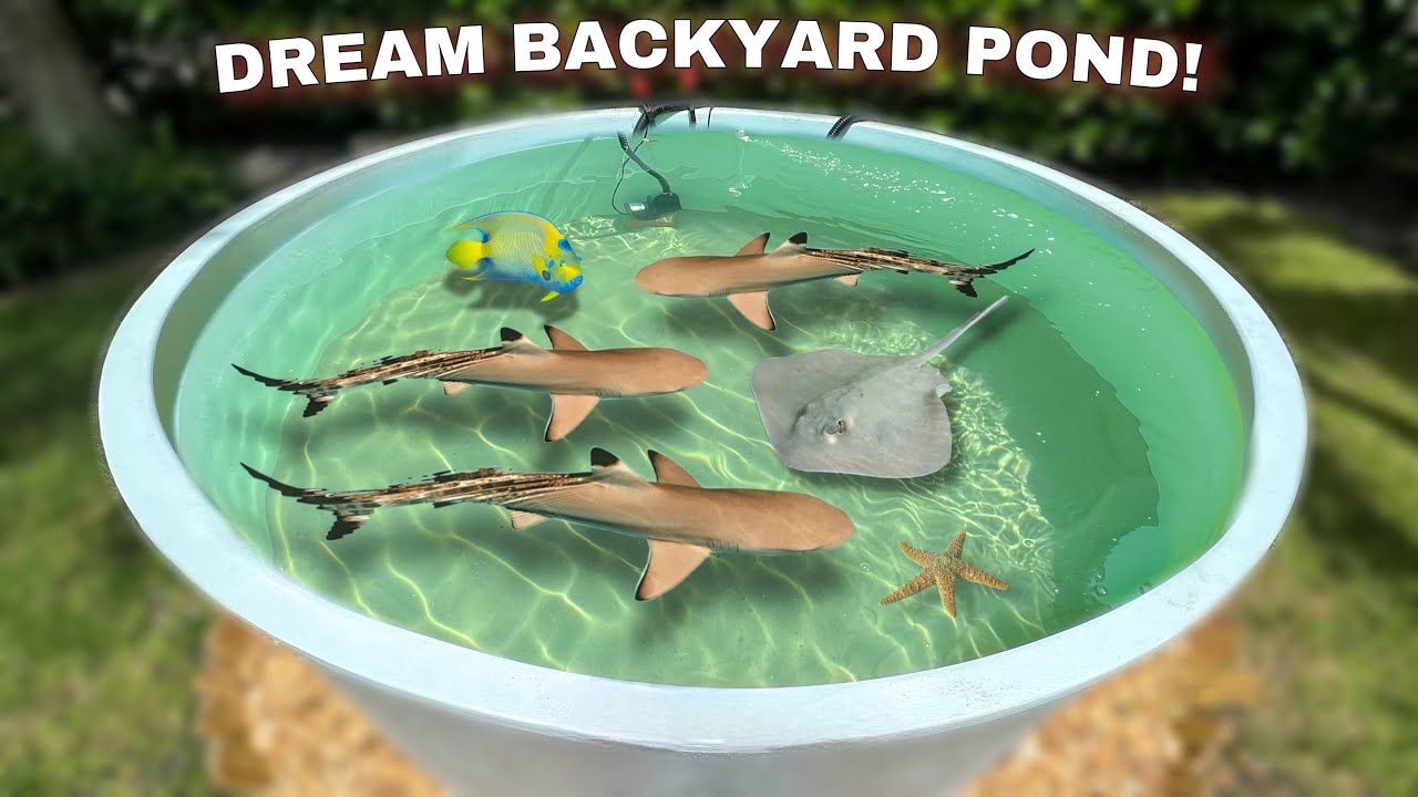 My DREAM Backyard SALTWATER Shark Pond is COMPLETE!