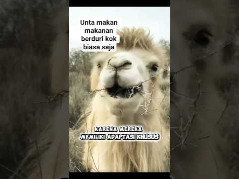 if you have lips like this maybe you can also eat thorny food like camel#fyp#trending#youtubeshort