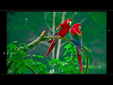 💛Morning meditation with bird sounds, Relax, Meditate, Calm your Body.💛