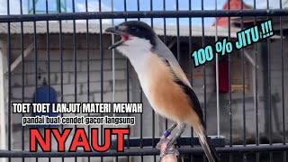 Download lagu burung cendet gacor BONGKAR EMOSI untuk PANCINGAN CENDET AGAR BUNYI bikin BURUNG PENTET GACOR NYAUT mp3