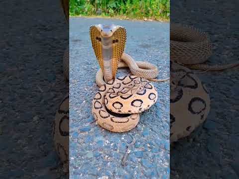 Indian Cobra vs Russell's Viper snake