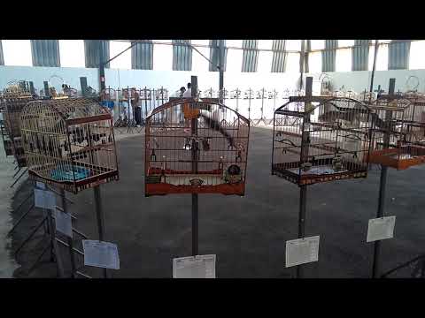 Feiticeiro Asaluz 85/123