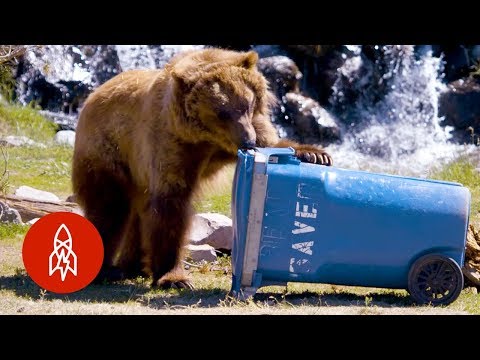 【動物】你的家用品是熊測試的！ (These Bears Put Your Household Items to the Test)
