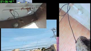 【ツバメさんSwallow】20230729電線空配信´・ω・｀)Wild birds