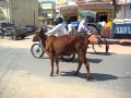 Cow Pooping