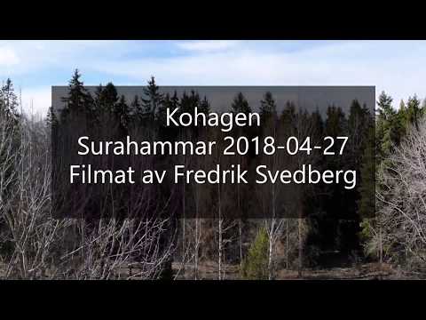 Kohagen - Surahammar 20180427