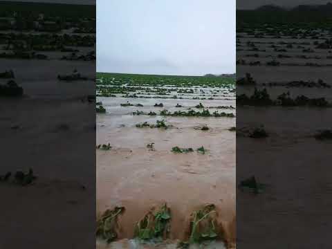 Chuvas no Nordeste: Temporal destroi plantação de melão em Ribeira do Amparo BA