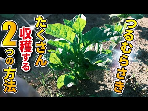 イラクサの種:使用方法、効果、収穫に関するヒント 植物