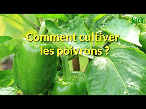 HOW TO TRANSPLANT and GROW PEPPERS in the VEGETABLE GARDEN?