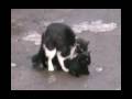 CATS PORNO CATS PORNO