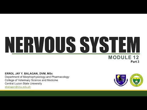 Nervous System (Part 3)