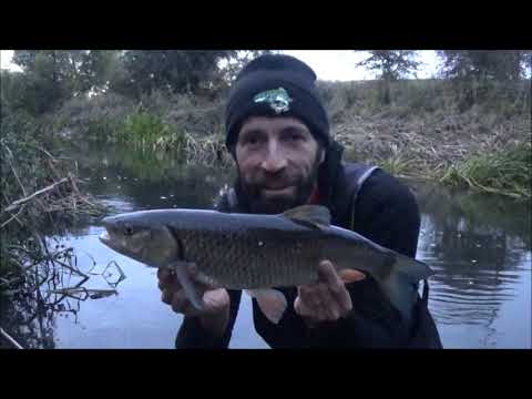 CHUB FISHING - Trotting at DUSK - OCT 25
