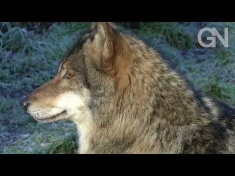 Keine Angst vor dem Wolf