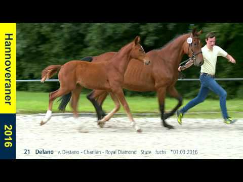 21   Delano   v  Destano   Charilan   Royal Diamond   Stute   fuchs   01 03 2016