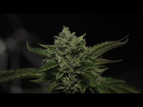 The Mendo Dope Project Season 2 - "No Till Farmer"