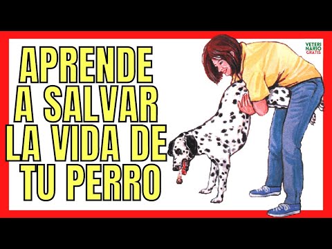 🆘 HOW TO HELP DOGS EXPRESS BONES WITH THE HEIMLICH MANEUVER? 🆘