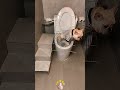 Self Made Convenient Auxiliary Tool For Pets To Use The Toilet