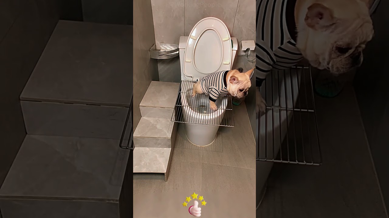 Self - made convenient auxiliary tool for pets to use the toilet