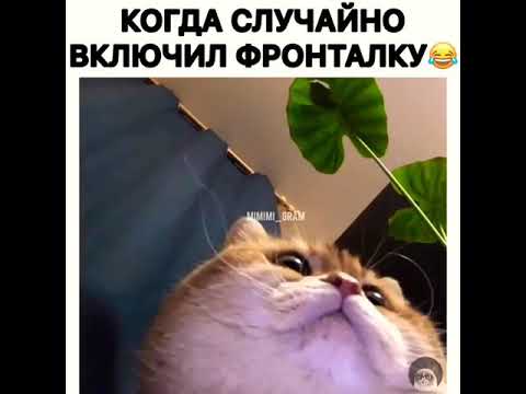 мем случайно включил фронталку. когда случайно включил ыронтальную каспру. когда включил фронтальную камеру. кондас случайно включил фронтальную. собака фронтальная камера.