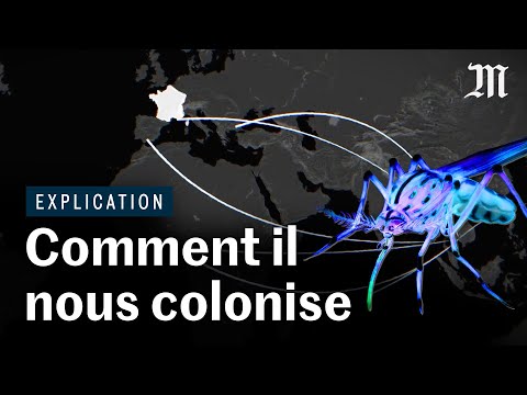 Comment le moustique tigre envahit l’Europe
