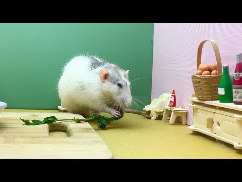 How to Cook Delicious Meal for Rats ?