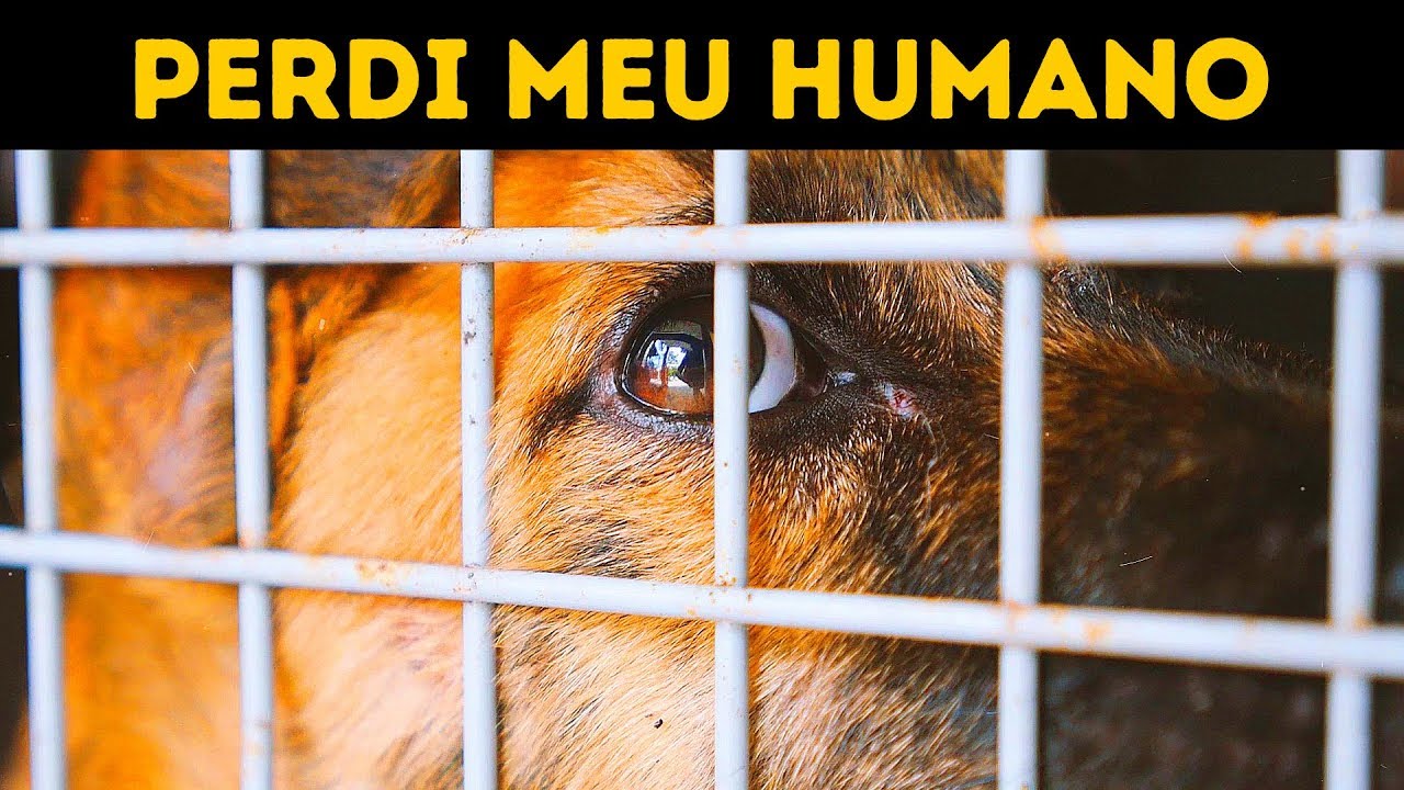 Eu Perdi Minha Humana, Mas Não Perdi A Esperança Na Humanidade
