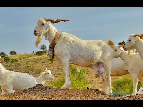 , title : '💚 La cabra BLANCA CELTIBÉRICA de la Sierra del Segura. Castilla-La Mancha 🐐🐐🐐🐐'