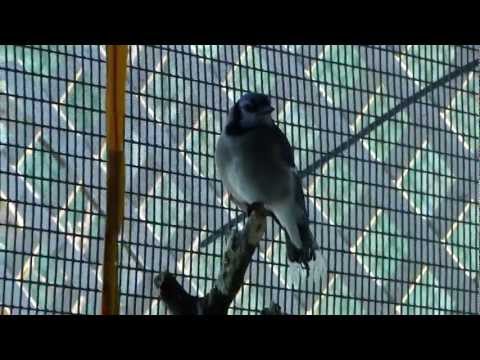 A Young Blue Jay Performing the Classic "Wheedle Wheedle" Call