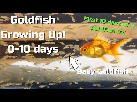 Baby Goldfish Fry RAPID GROWTH - (0-10 days)