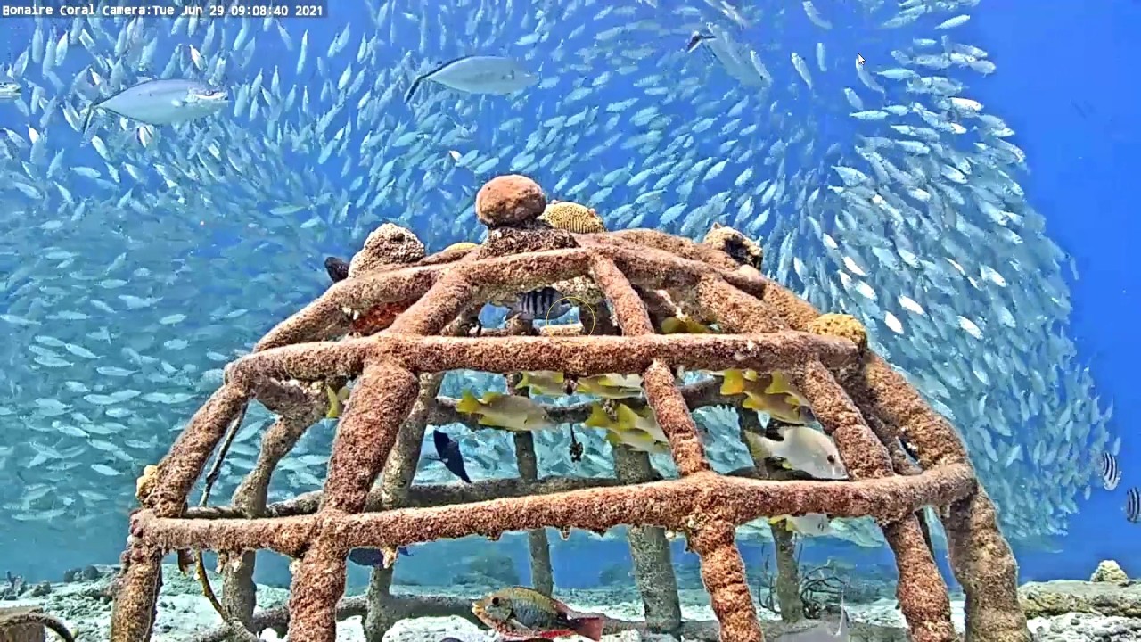 Live webcam view of Harbour Village Coral Reef