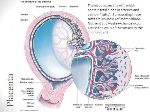 Reproductive System - Part 4