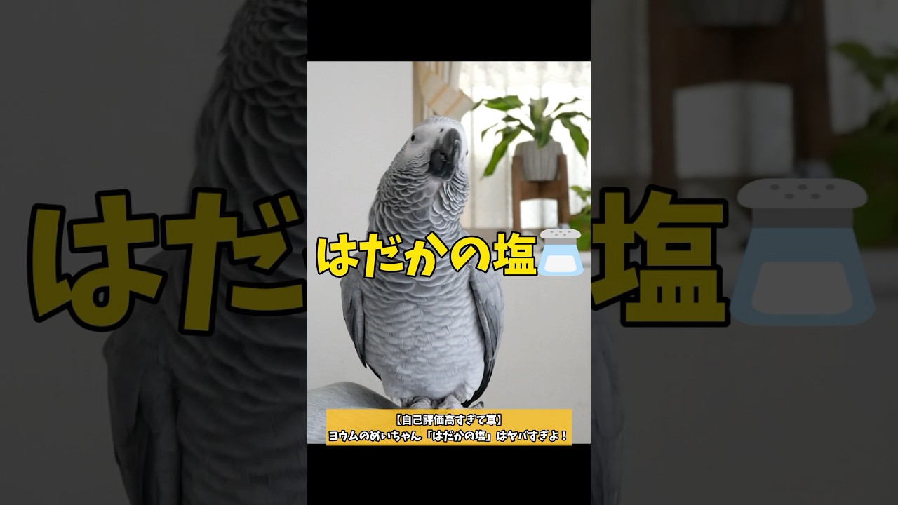 【自己評価高過ぎて草】ヨウムのめいちゃん「はだかの塩」はヤバすぎよ！#shorts #ヨウム #ヨウムのめいちゃん #伯方の塩 #parrot #おしゃべりインコ