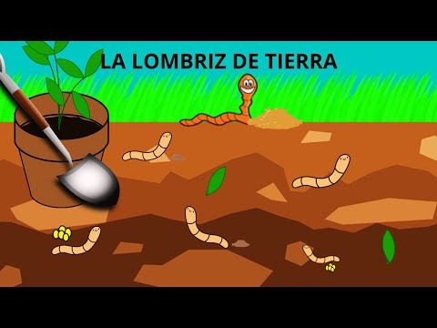 LA LOMBRIZ DE TIERRA PARA NIÑOS/ LA LOMBRIZ/ TODO SOBRE LA LOMBRIZ DE TIERRA EN ESPAÑOL PARA NIÑOS
