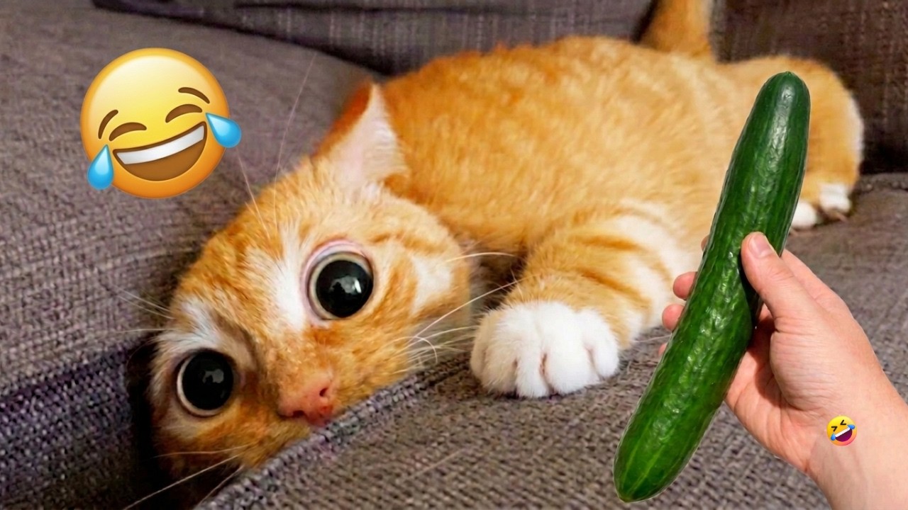 You Laugh, You Lose 😂 Funny Cats Moments of 2026 😹