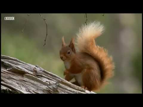 Scottish Highlands,  Nature Documentary, narrated by Ewan McGregor