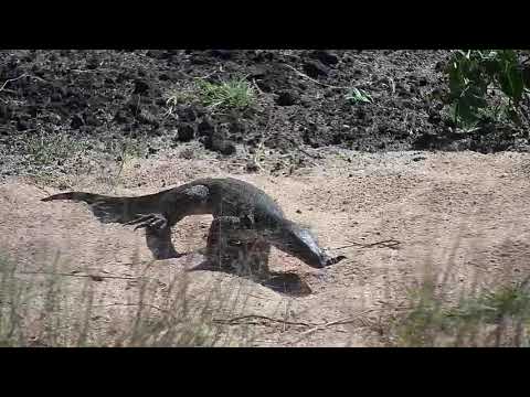 Djuma: Water Monitor Lizard on the prowl - 09:22 - 11/06/20