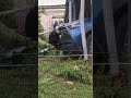 Cassowary Attacks A Car