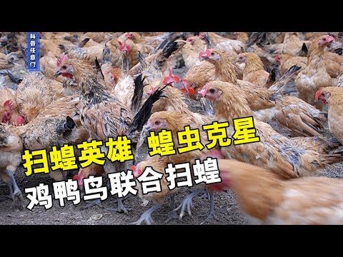 蝗亞目