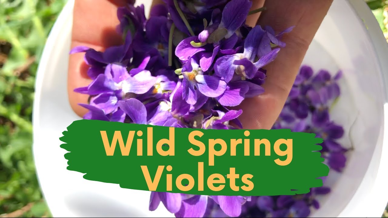 Edible spring greens & flowers