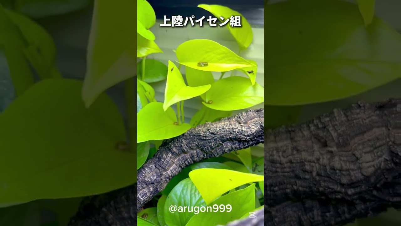 スケスケの赤ちゃん #ヒスイトビガエル #カエル