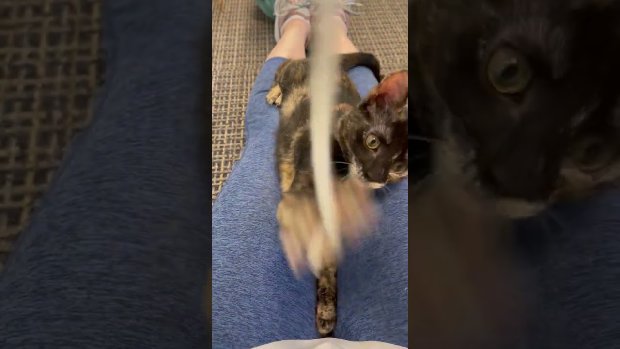 Enlarge Lilo, a ADOPTABLE Tortoiseshell in Stamford, CT video 6/6