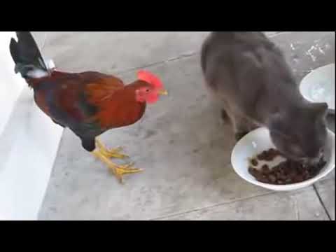 Yadav Shrikesh - 7069488716