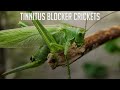 Tinnitus Therapy Just Crickets (The Best) (11 Hours)