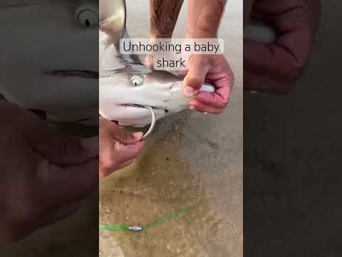 Not sure how he fit a hook that big in there❓#shorts #shark #fishing #fish #fisherman #scary #viral