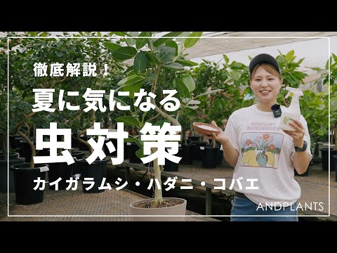 観葉植物、蘭、フィカス、アジサイ、クリスマスサボテンからコナカイガラムシを取り除く方法