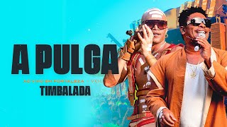 Timbalada - A Pulga (Ao Vivo em Fortaleza: Vol 1/ 2022)